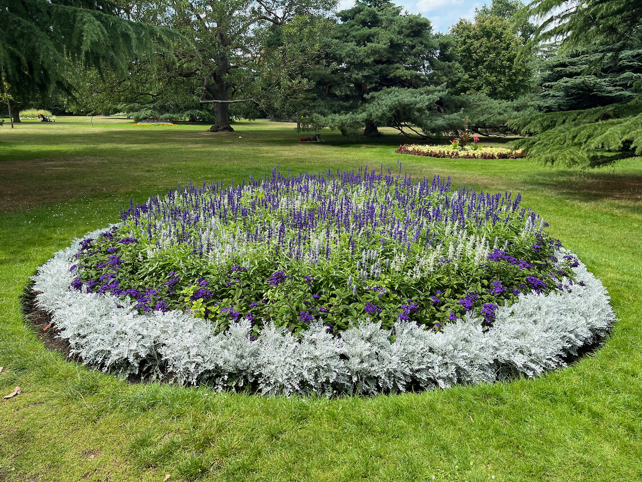 Large round flowerbed filled with purple lavender and greenery, surrounded by a border of white foliage.