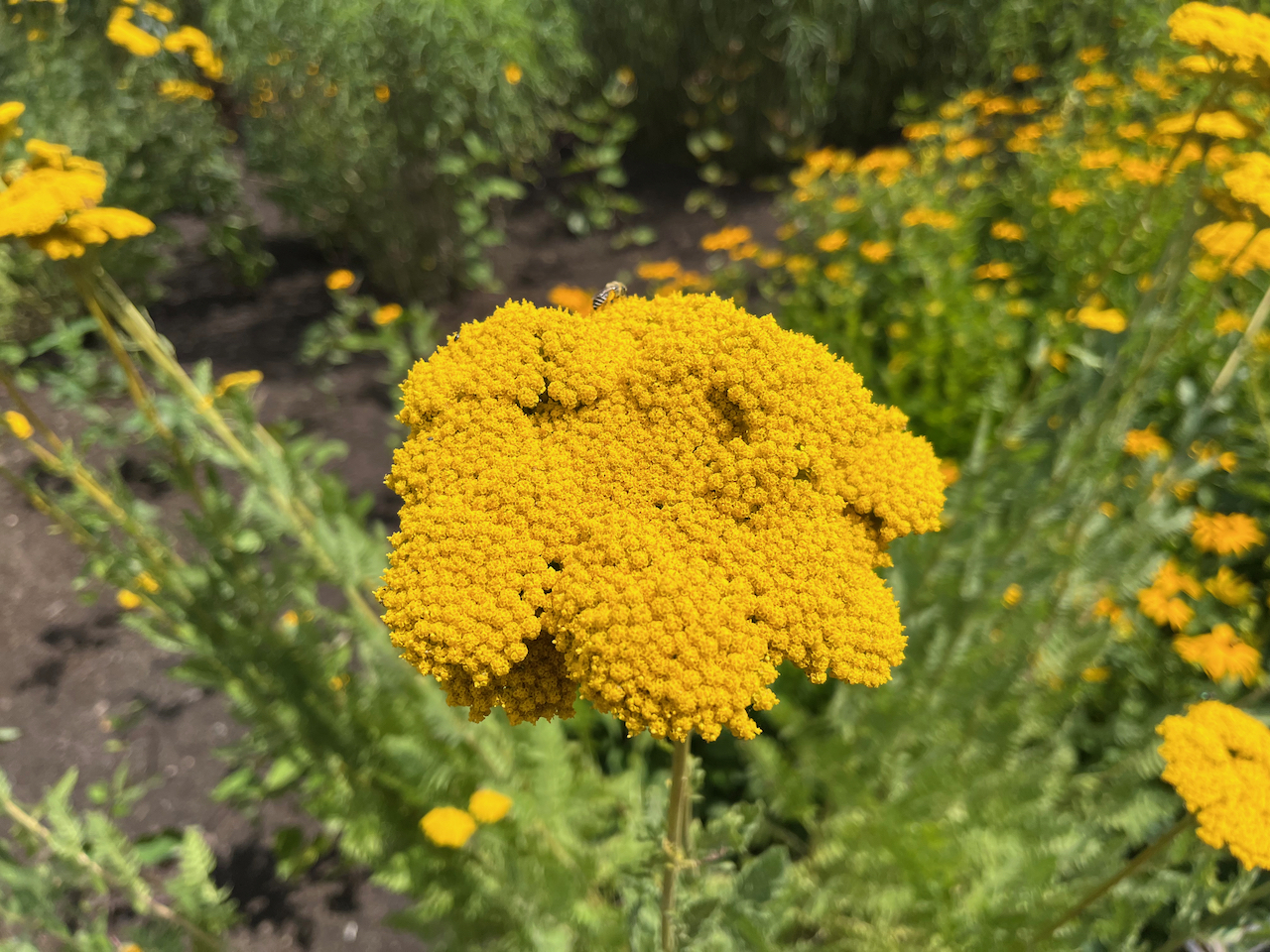 Tightly packed clusters of hundreds of small yellow flowers.