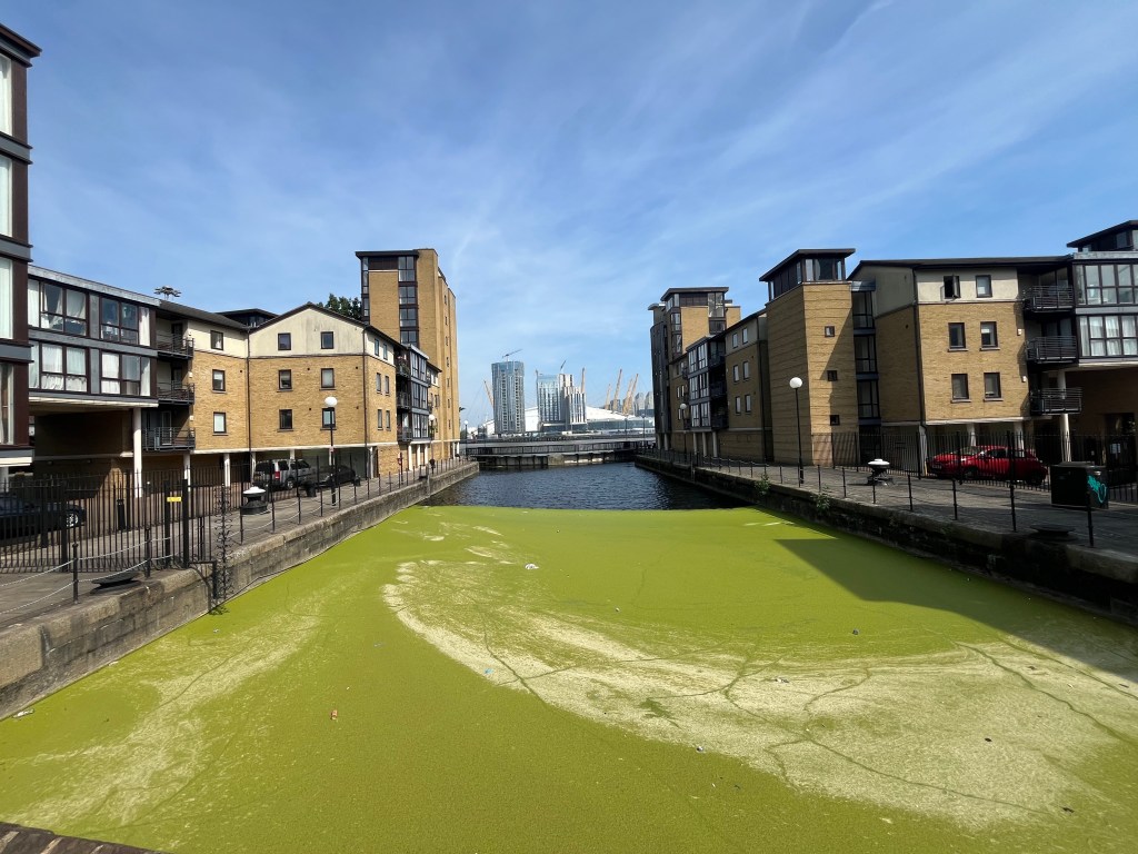 The Blackwall Basin Entrance Lock, a long and wide inlet of water with pavements and buildings on each side, and with part of the O2 Arena just visible in the distance behind some skyscrapers. The long basin is filled with water, but more than half of it is bright green because of the algae it contains.