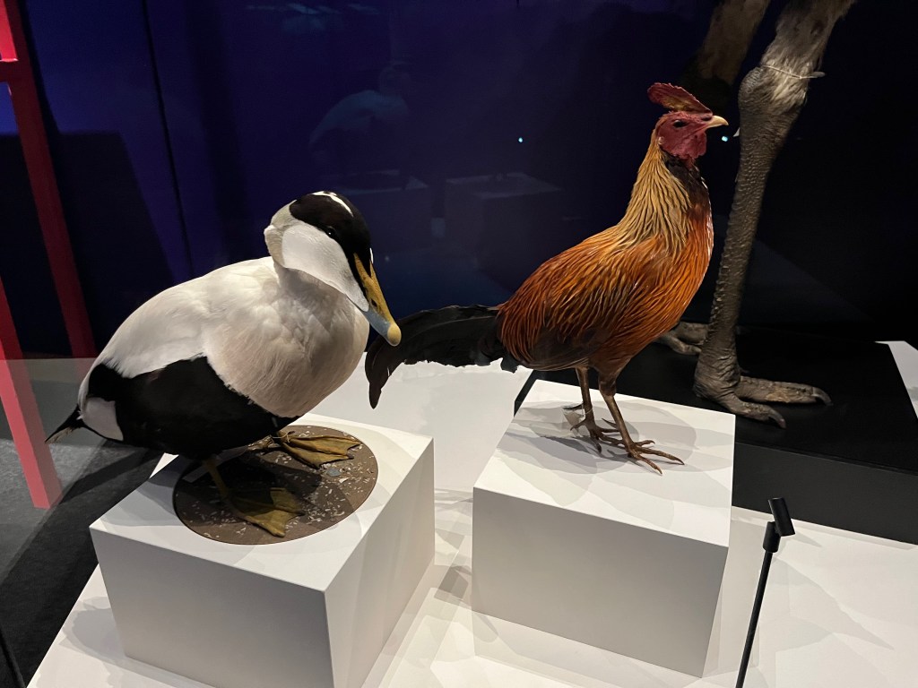 The Common Elder, a plump black and white bird, and a Sri Lankan Junglefowl, which looks like a rooster.