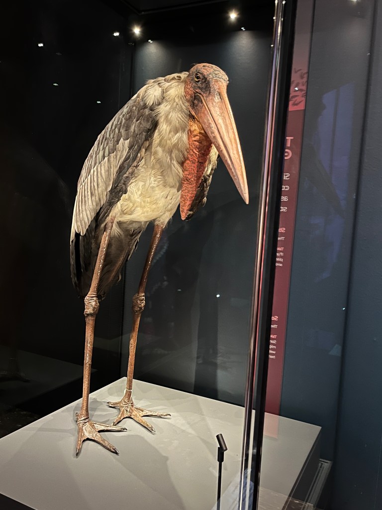 A Greater Adjutant Stork, which has long thin legs and a long thick beak.