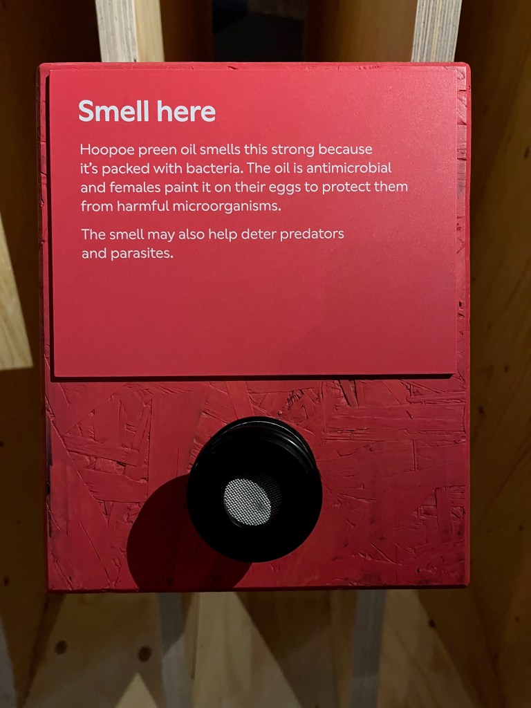 A red panel with white text, featuring a small round opening where you can smell the preen oil of a hoopoe bird.