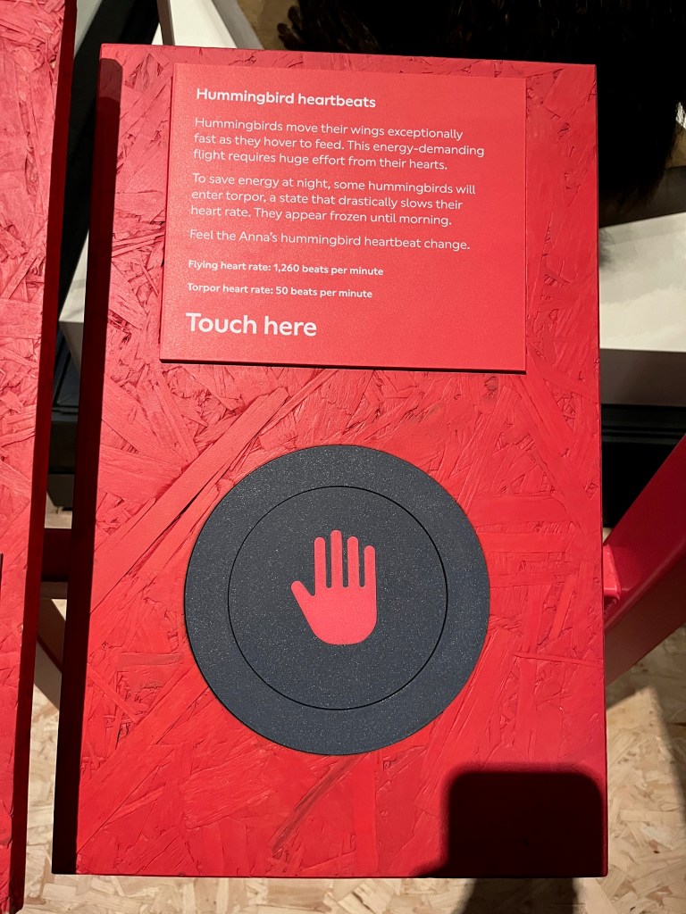 A red panel with white text, featuring a round pad on which you can place your hand to feel the heartbeats of a hummingbird.