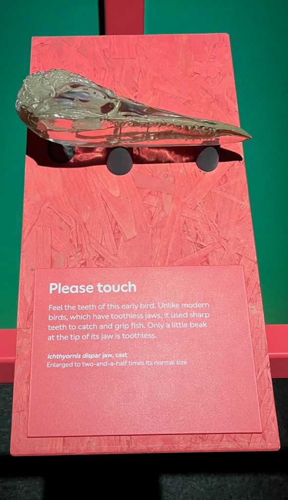 A red panel with white text, attached to white is a model of a small Ichthyornis Dispar jaw that you can touch.
