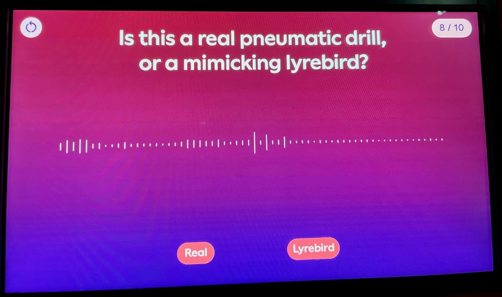 A screen featuring a quiz on a background that fades from pink at the top to blue at the bottom. White text at the top asks is this a real pneumatic drill, or a mimicking lyrebird? Below it is a line of thin vertical bars that change height to form representations of sound waves. At the bottom are two red buttons with white text that say Real and Lyrebird.