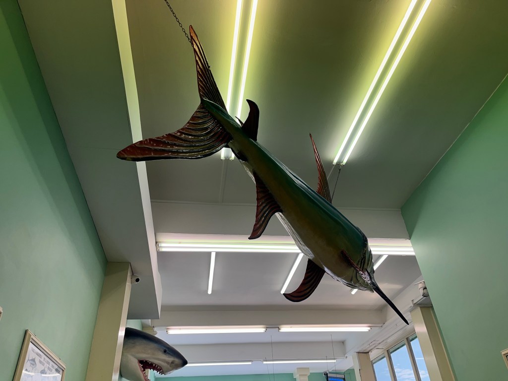 A large swordfish hanging from the ceiling in Peter's Fish Factory, a fish and chip shop in Ramsgate.