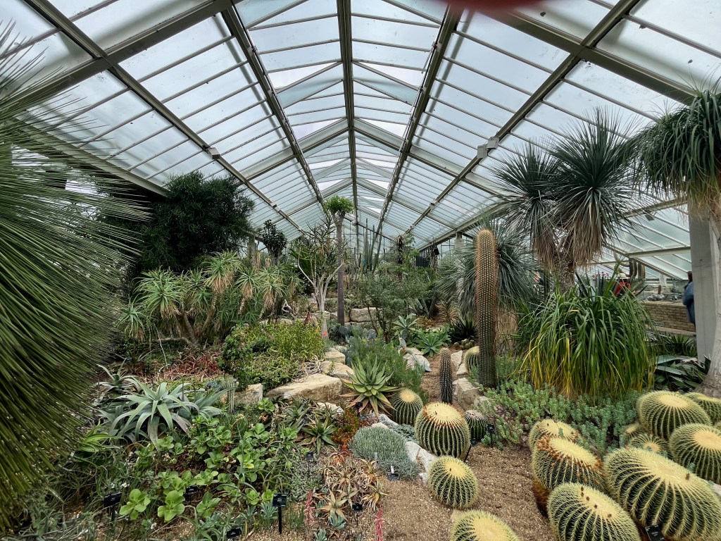 Different species of cacti in the Princess of Wales Conservatory, some standing tall while others are like round balls on the floor.