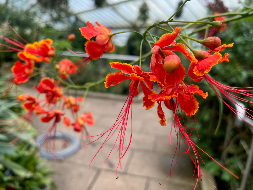 Red and orange coloured flowers hanging over a pathway in the Princess of Wales Conservatory.