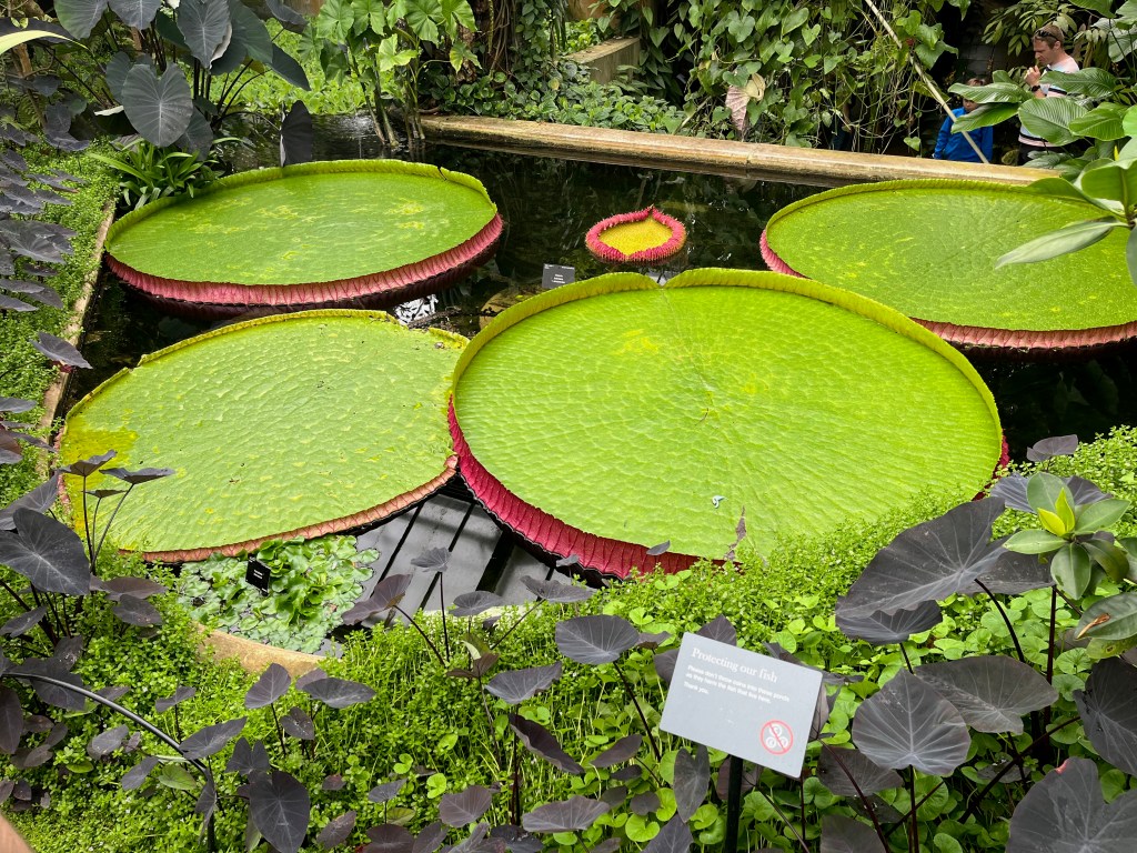 Giant green Victoria Boliviana Lily Pads with rims around their edges, in a pond in the Princess of Wales Conservatory.