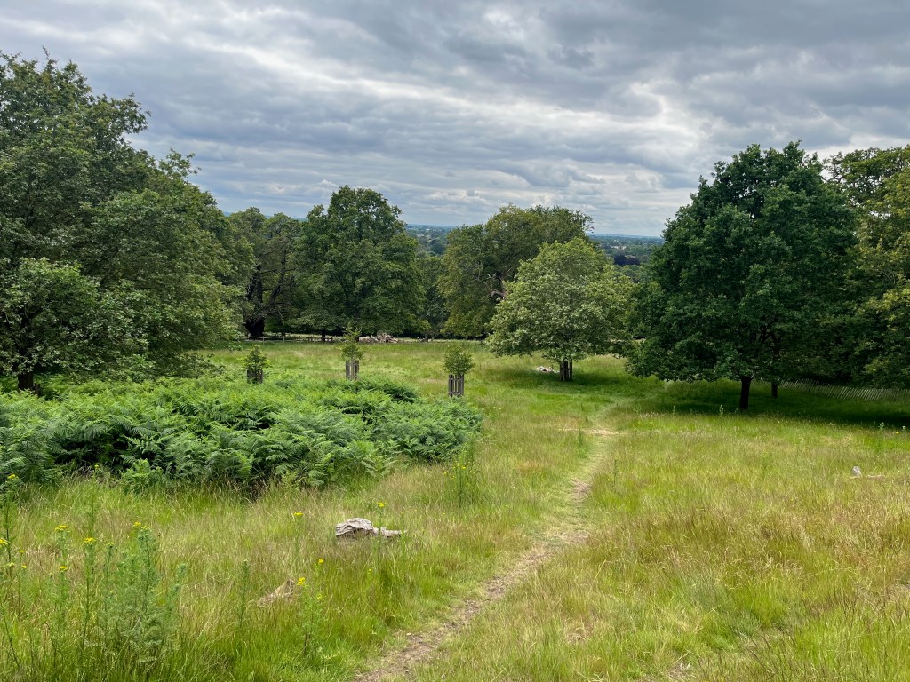 A grassy hill in Richmond Park with a few leafy trees spread around. A very narrow path can be seen snaking down the hill, past someone who is sunbathing next to one of the trees. Views over trees and houses can be seen in the far distance.