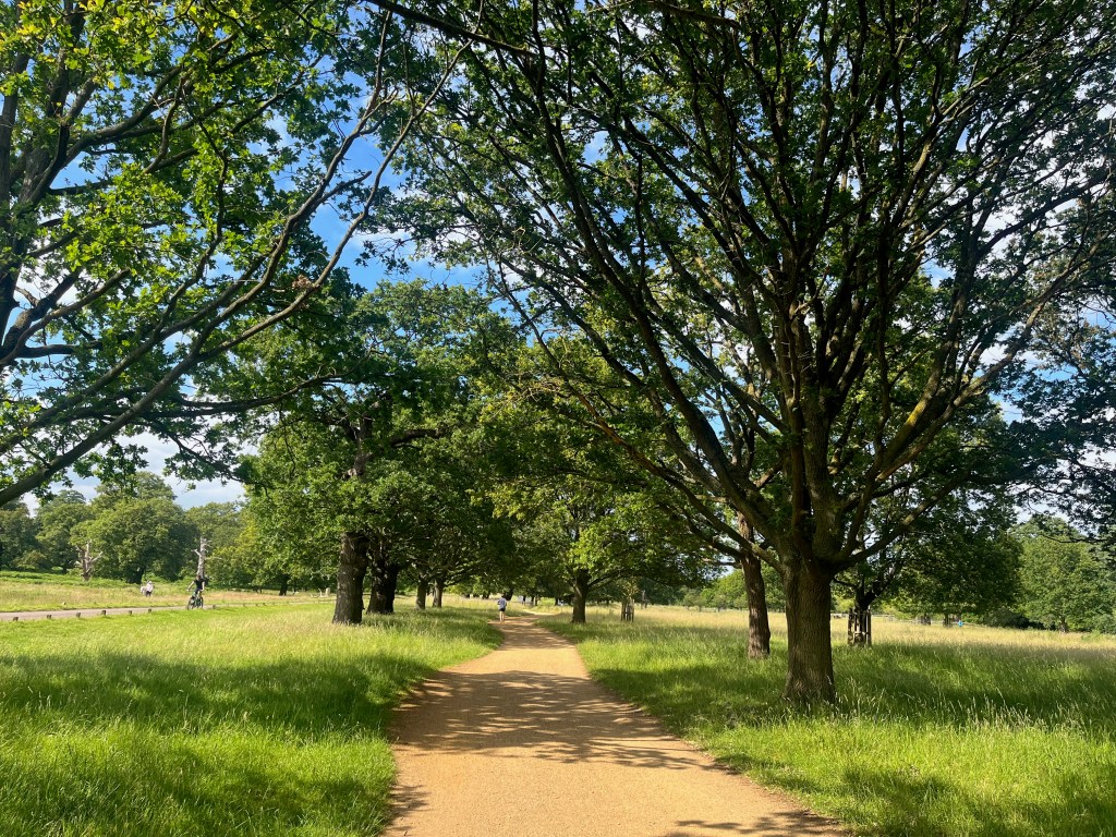 A pathway through Richmond Park in the sunshine, with tall trees spaced out on the grass on each side, casting patches of shade over the path.