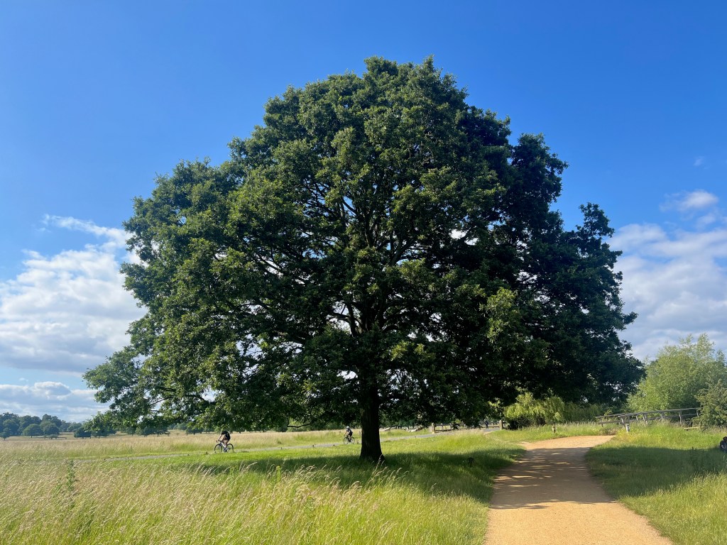 A big, wide, leafy tree on a large patch of grass next to a path in Richmond Park.