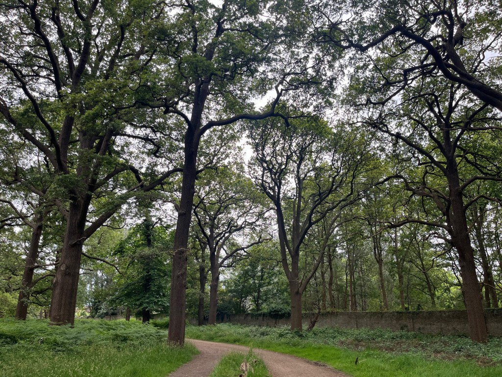 A pathway through a wooded section of Richmond Park, enclosed by lots of tall trees.