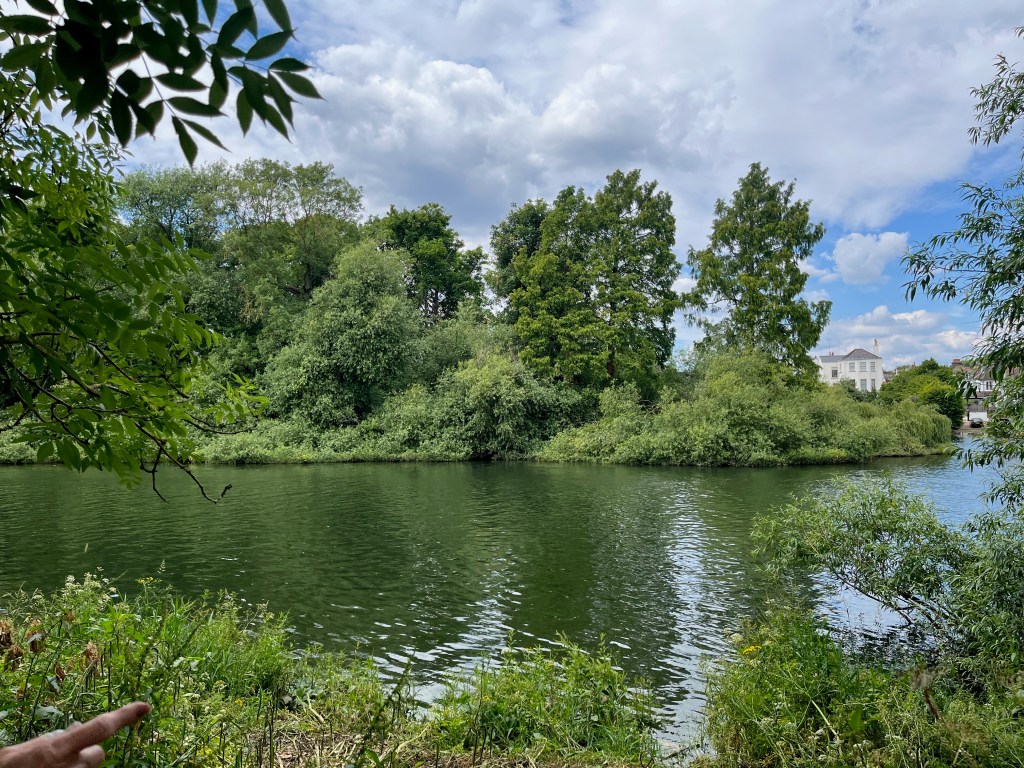 Eel Pie Island, an island full of trees and greenery in the middle of the River Thames.