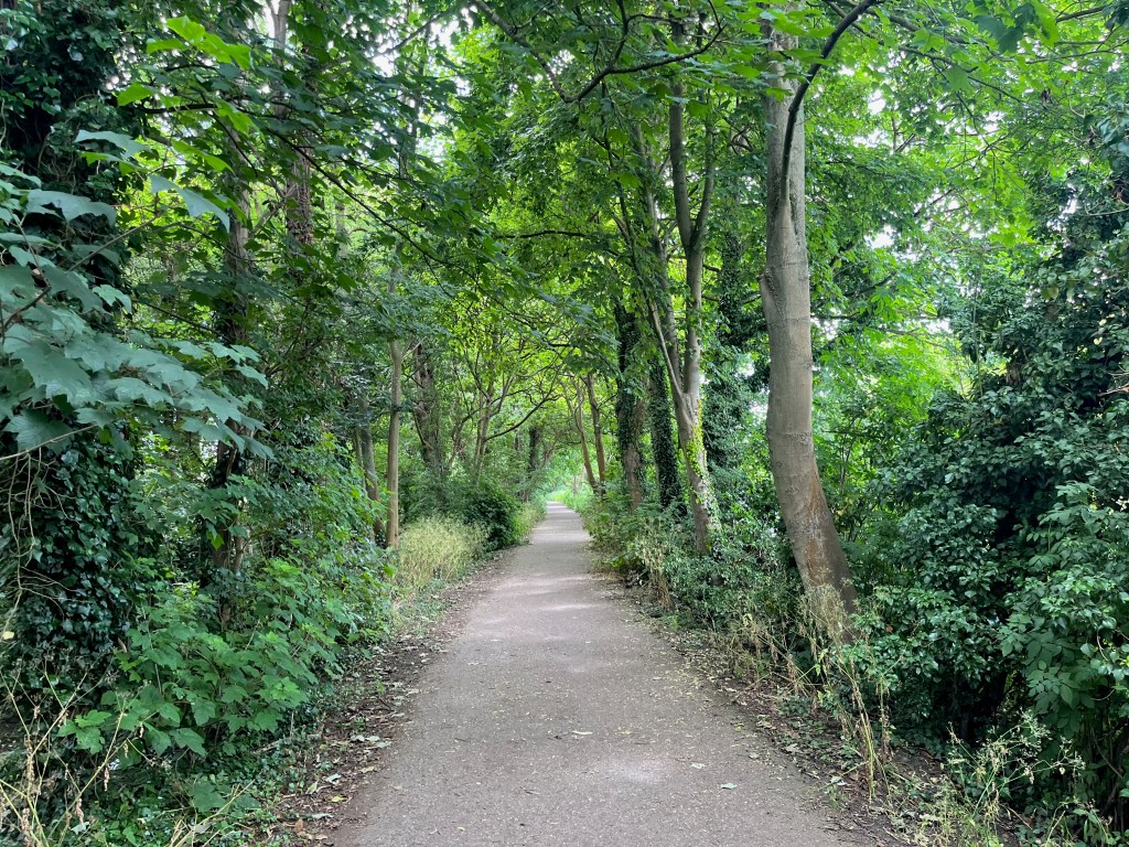 A long pathway stretching into the distance, enclosed by tall leafy trees on each side that only let through small patches of sunlight.