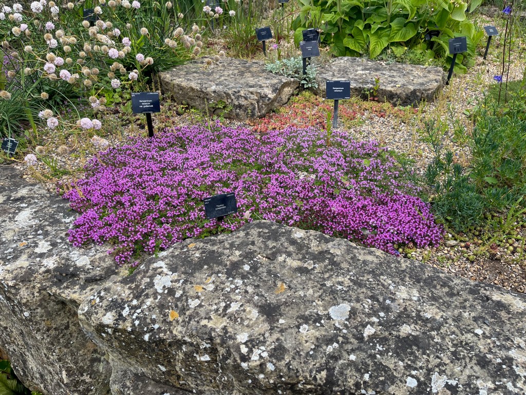A large bed of purple flowers in Kew's Rock Garden, with white flowers, greenery and stone slabs around it.