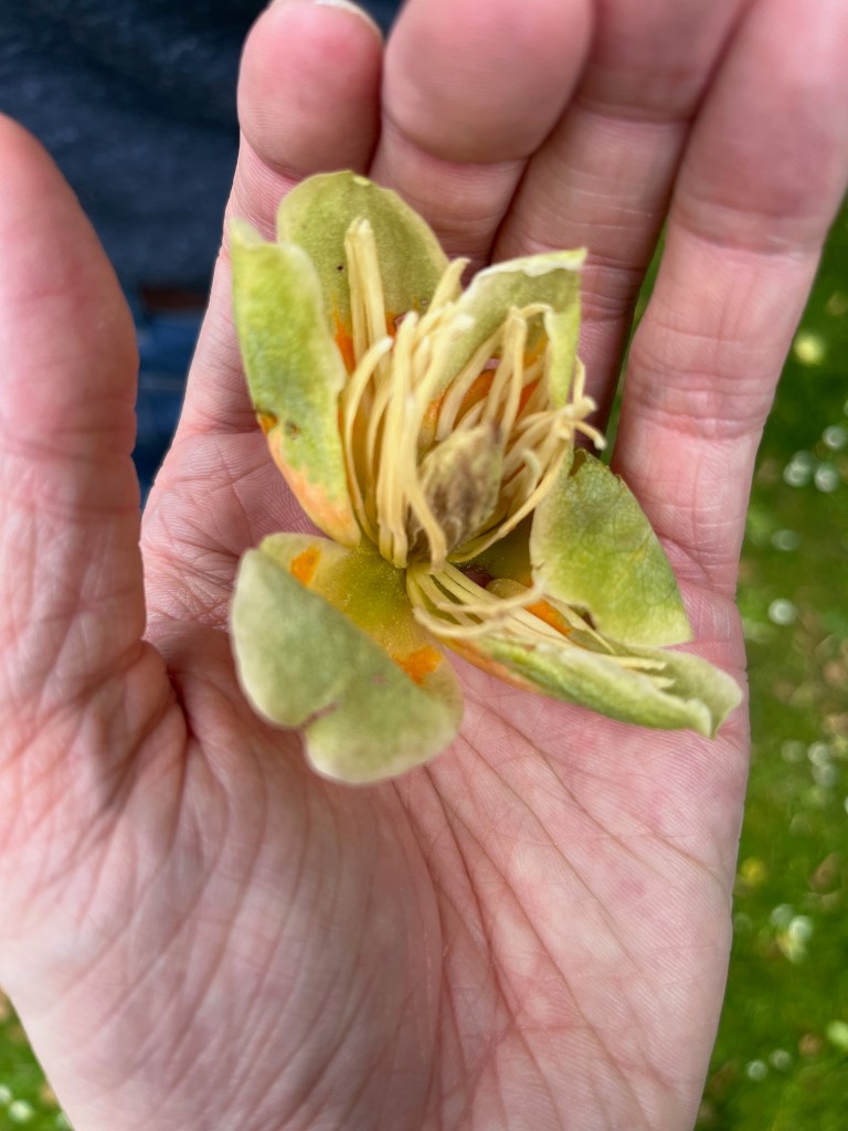 An open flower in my hand, its 3 leaves open to reveal lots of stringy tubes around a thicker central stigma.