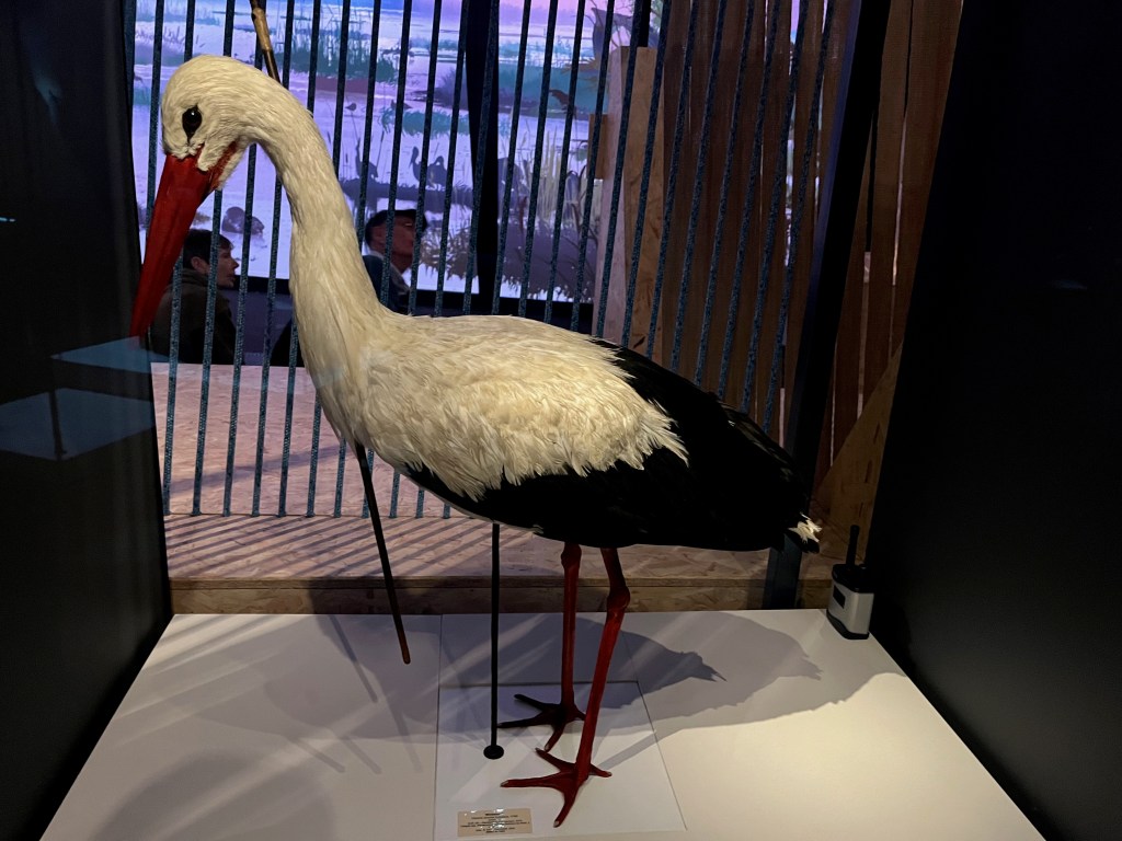 A model of a large white stork, with a section of black feathers at its rear. The long thin shaft of an arrow is protruding from below its neck.