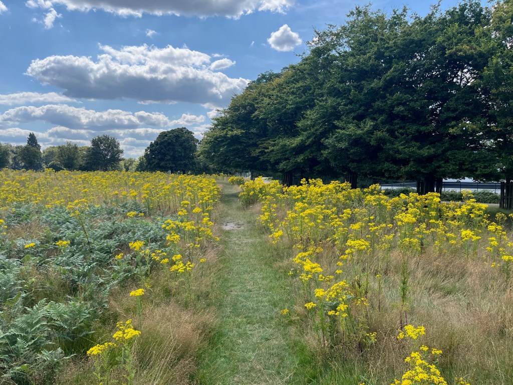 A grassy pathway through a large expanse of yellow ragwort flowers in Richmond Park.