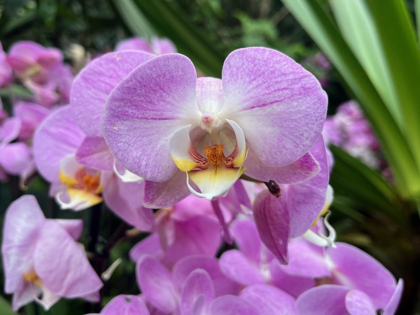 Close-up view of a light purple orchid, with the white centre of the flower open to reveal a tiny orange structure with black markings, a bit like the skin of a tiger or cheetah.