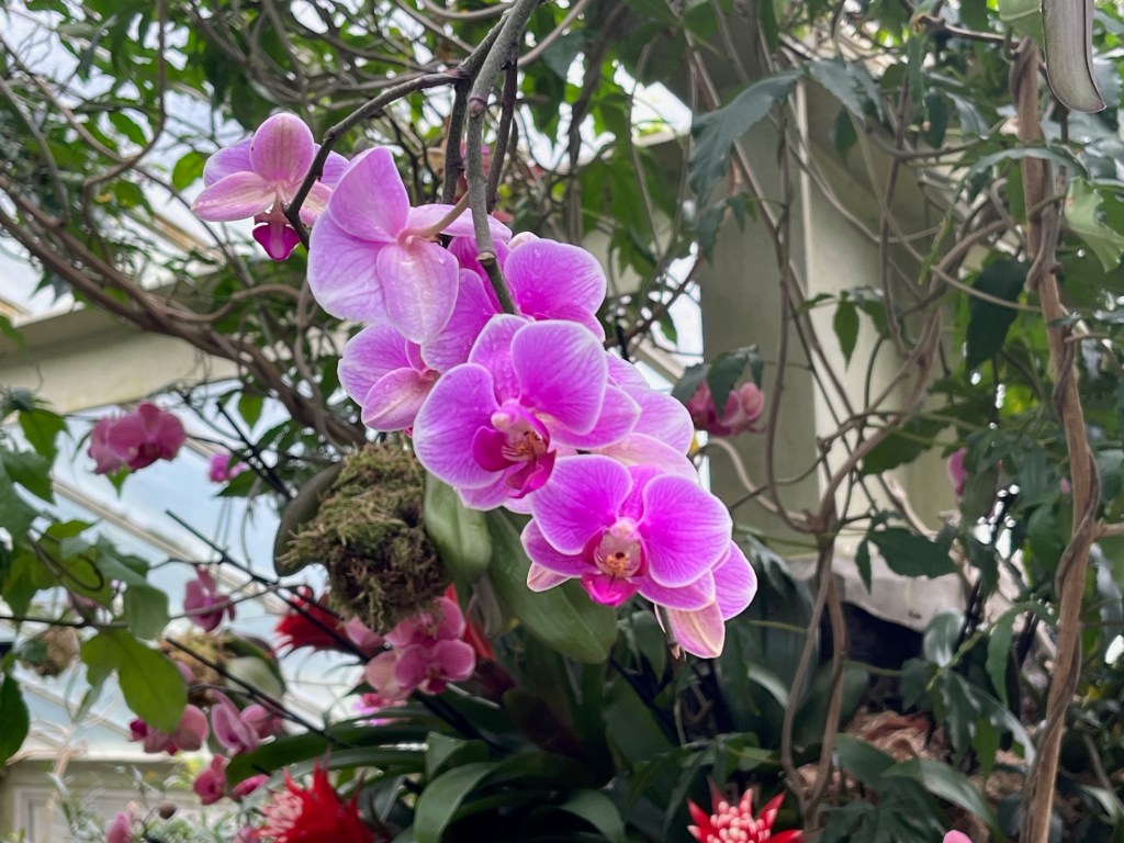 A small cluster of deep purple flowers hanging in the air.