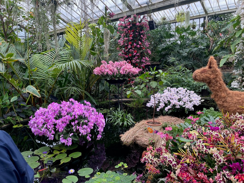 Arrangements of pink, purple and white orchards on and around a large pond in Kew's Princess Of Wales Conservatory.