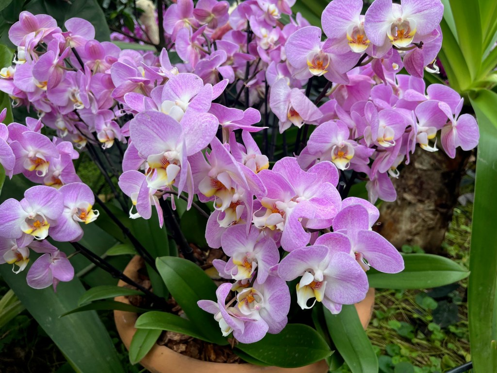 A large bunch of light purple orchids with white centres.