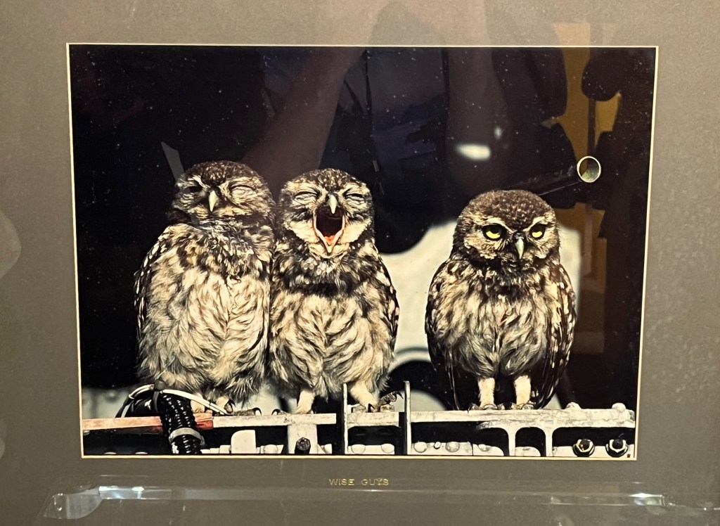 A painting of 3 owls perching together. The middle one has its beak wide open and its eyes closed.